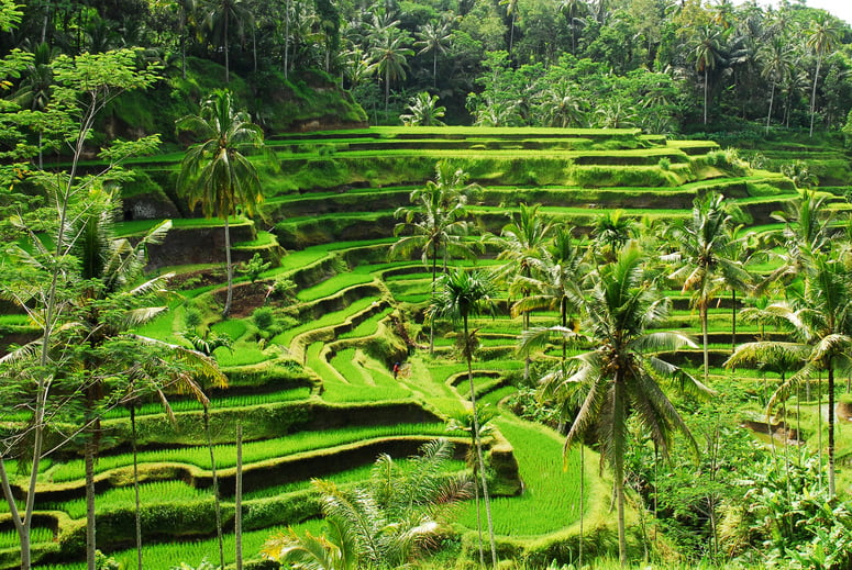 Tegalalang village, Ubud - Bali